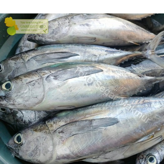 

Ikan Tongkol Segar 1Kg Ikan Tonkol Abu Abu