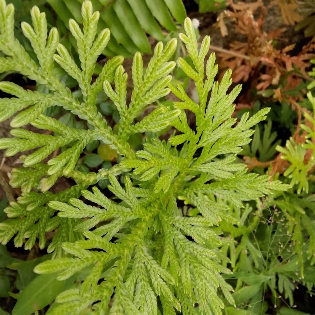 Bibit Tanaman Cakar Ayam | Herbal Daun Cakar Ayam