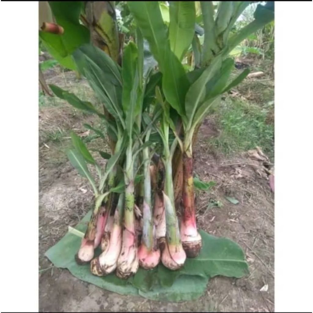 Bibit pisang raja bulu