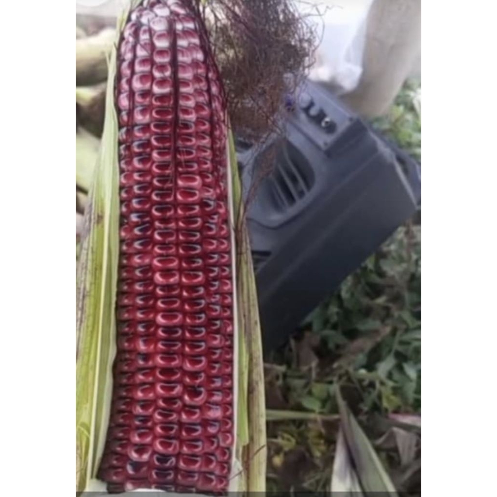 

jagung ketan/ jagung pulut full ungu