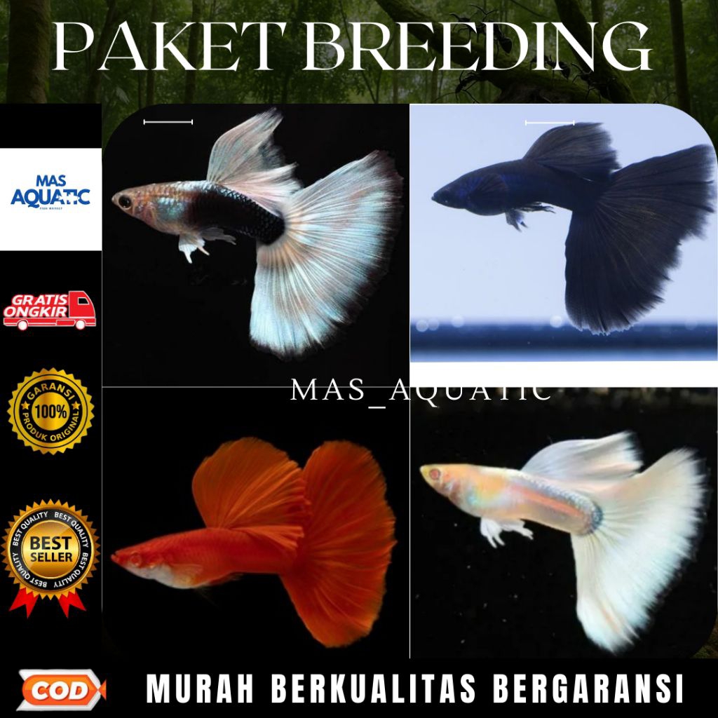 

EXTRA PACKING KARDUS || PAKET 4 P4$4NG KHUSUS PEMULA GAMBAR [ HB WHITE, BLACK MOSCOW, AFR, AFP]