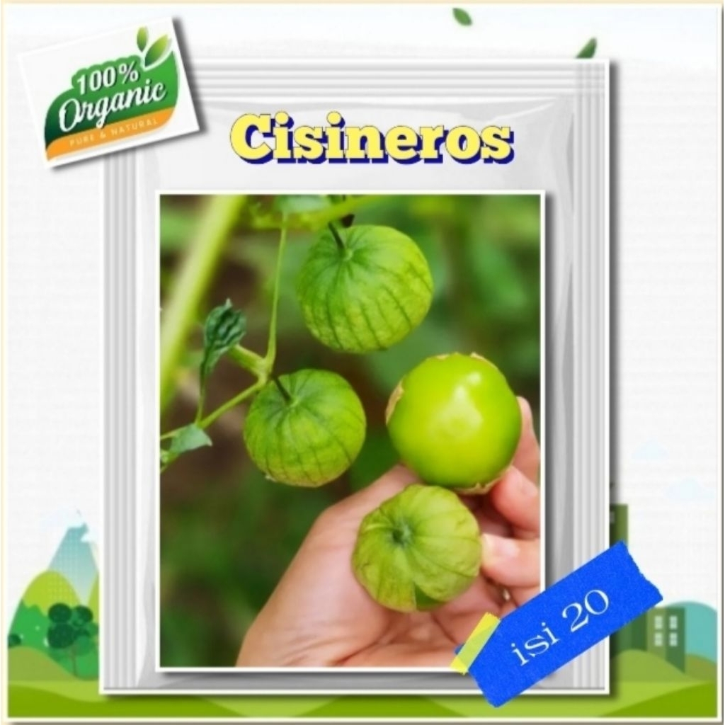 Benih Ciplukan Jumbo Bibit Ciplukan Cisineros Tomatillo Ciplukan Giant