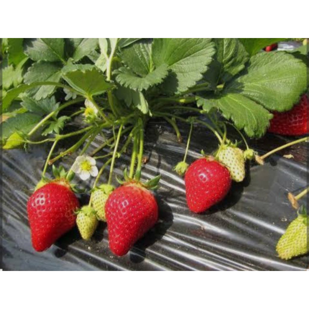 

strawberry Kalifornia original