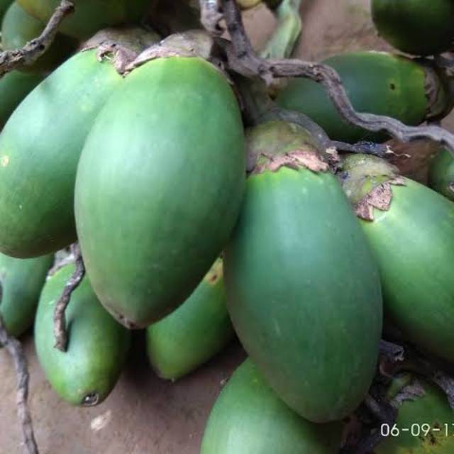 

buah pinang\jambe muda segar fress 1 kg
