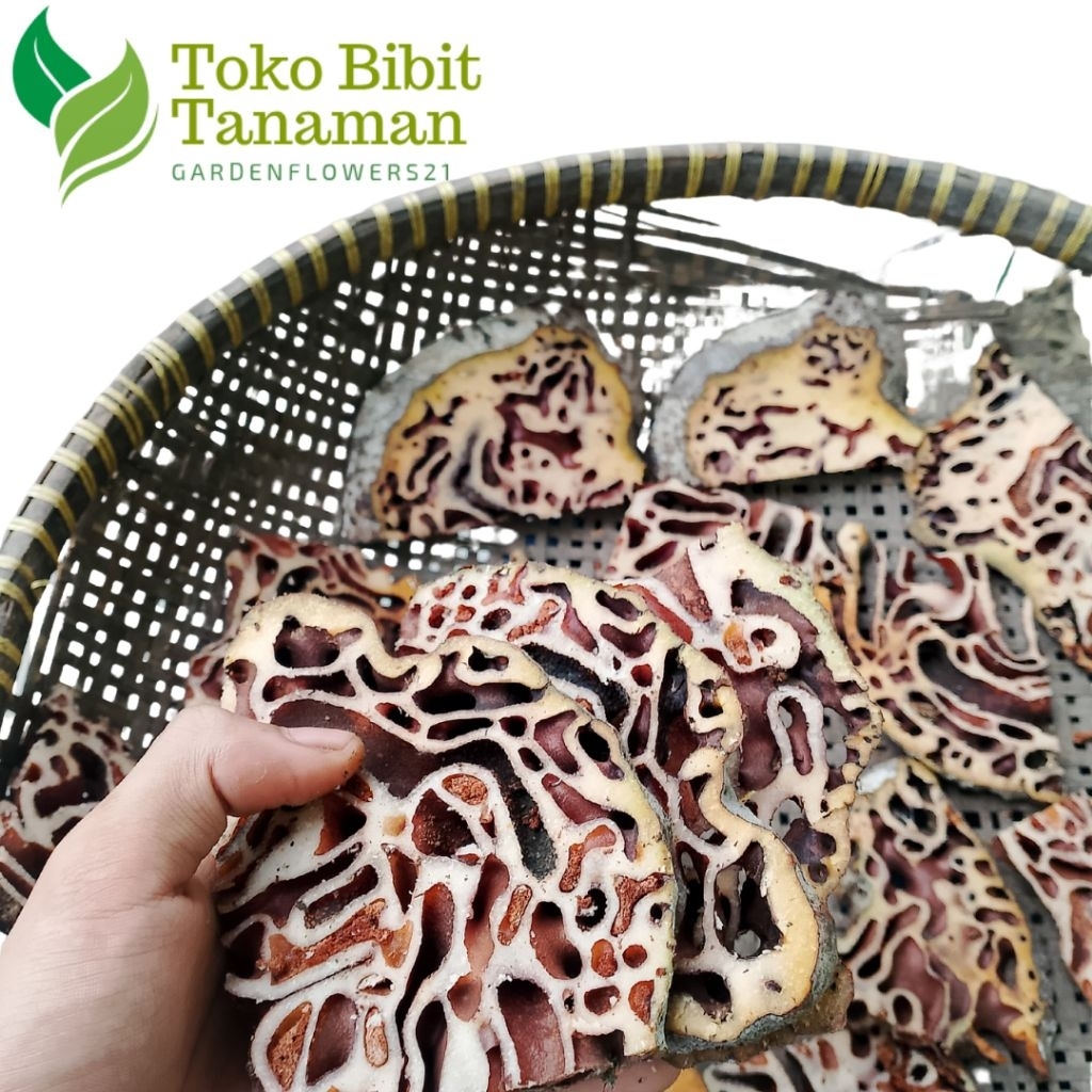 

SARANG SEMUT PAPUA MERA HERBAL ALAMI TRADISIONAL MANFAAT LUAS GRADE A+