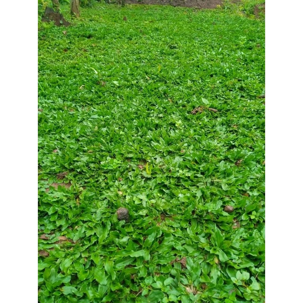 KEBUN RAYA- Rumput Gajah Mini Hijau