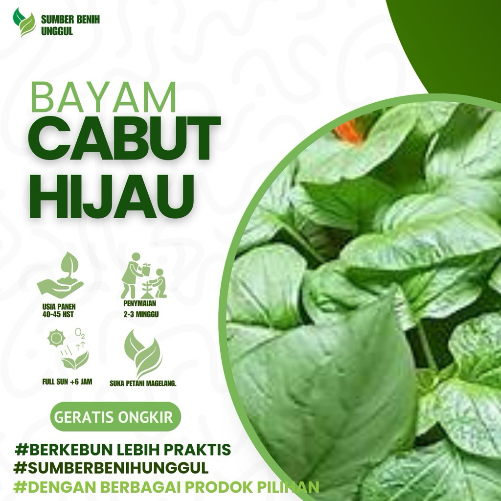 5000 Biji - Benih BAYAM CABUT HIJAU - Bibit Sayuran bayam hijau cabut