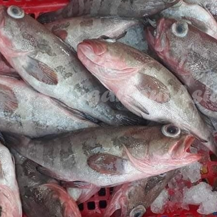 Ikan Kerapu Segar / Ikan Kerapu 1Kg / Ikan Kerapu Kodok / Ikan Segar 1Kg