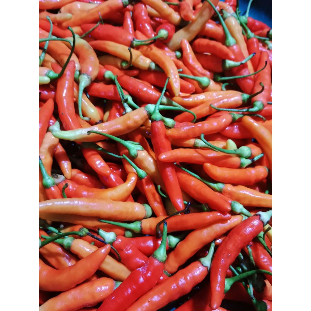 

Cabe rawit merah|RM segar