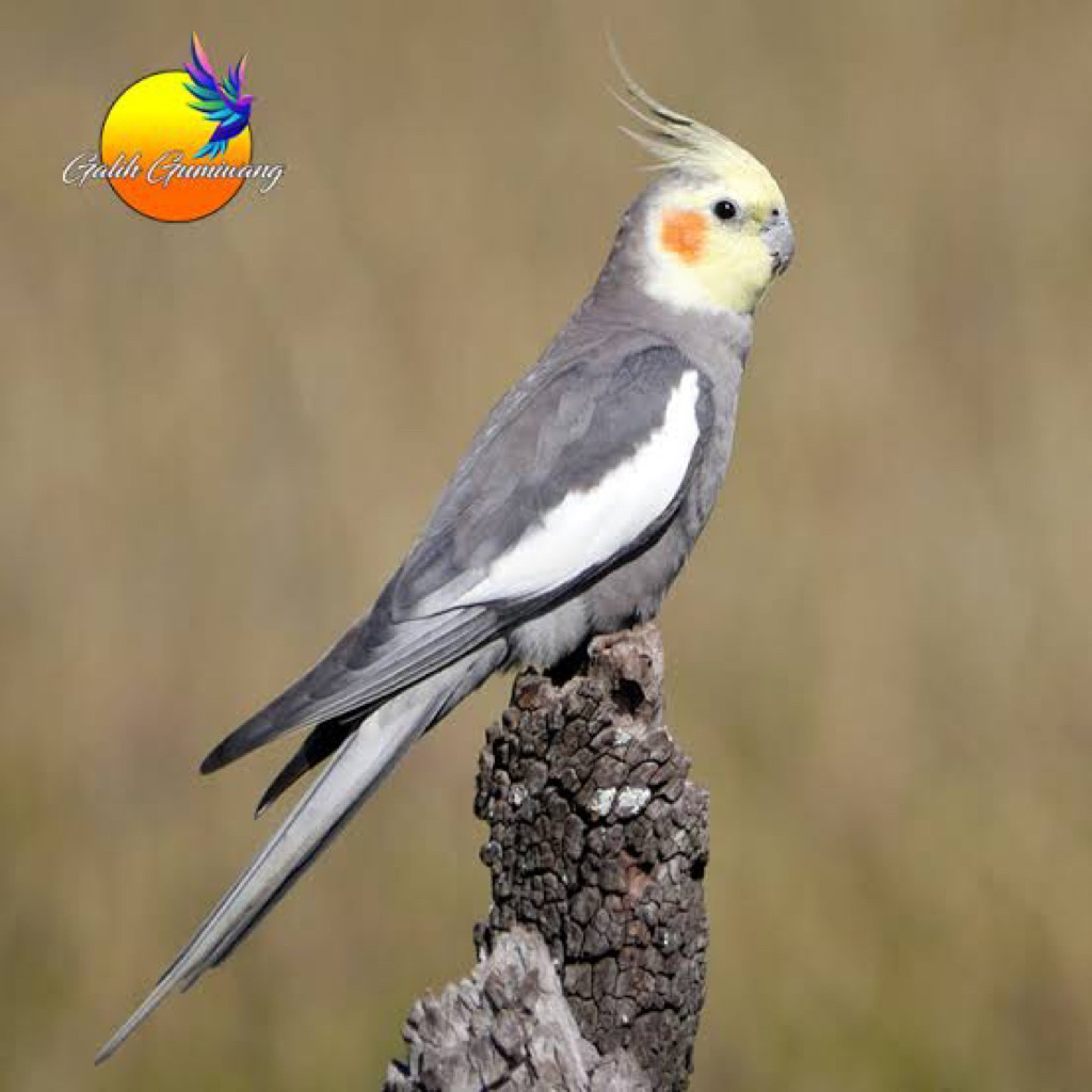 Burung Cockatiel Falk Parkit Australia Warna Grey Pilihan