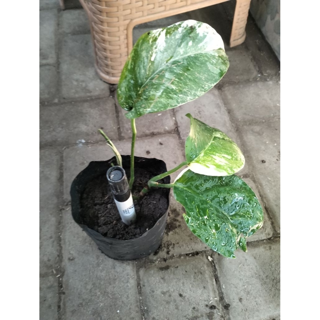 Monstera Ekor Naga Varigata Putih Anakan