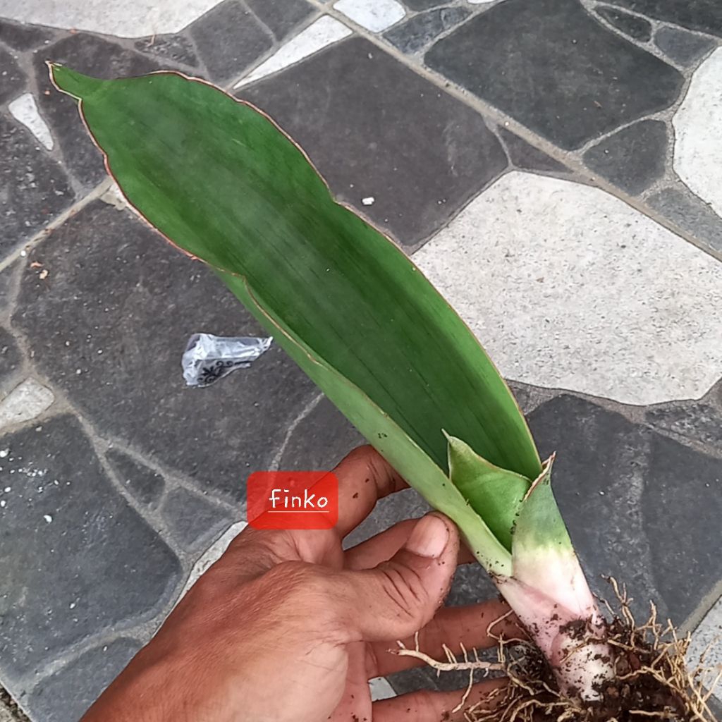 sansevieria conspicua/sp. mayer's ranch
