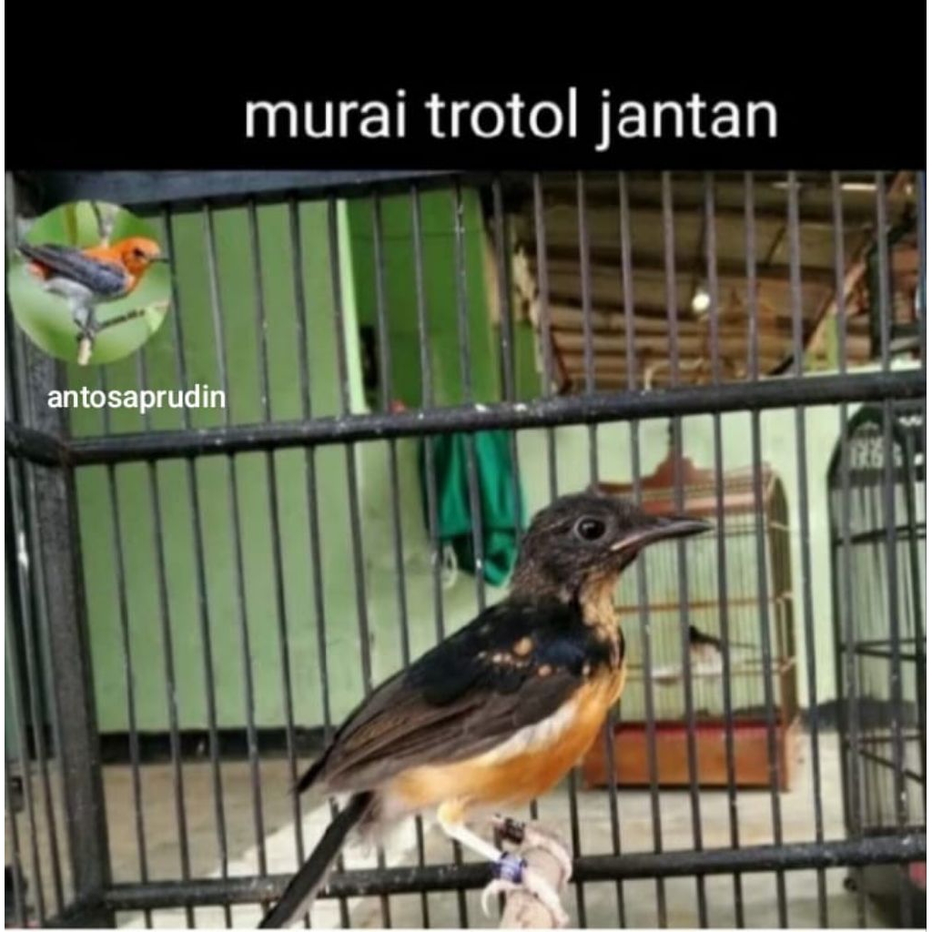 murai trotol jantan.ring peternak pilihan