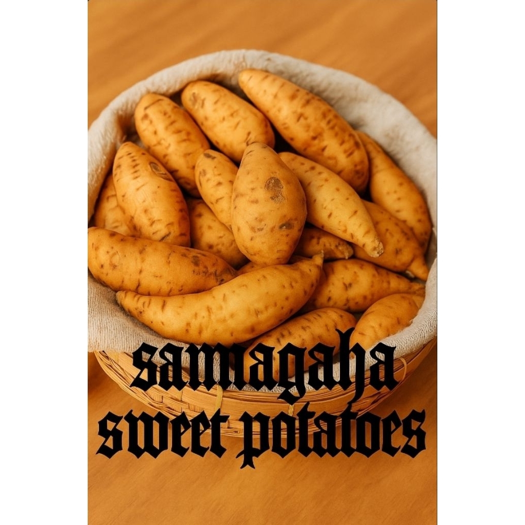 

ubi cilembu kukus/rebus .di bakar juga bisa