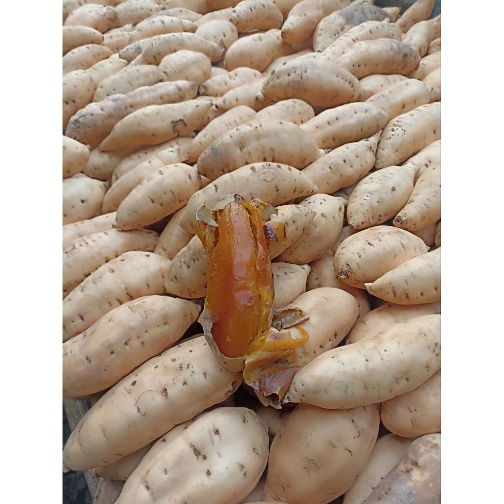 

ubi madu cilembu asli