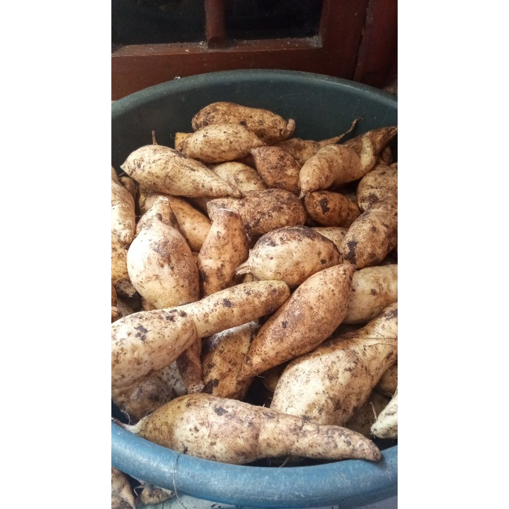 

ubi mentah rasa manis siap kukus 1 kilo