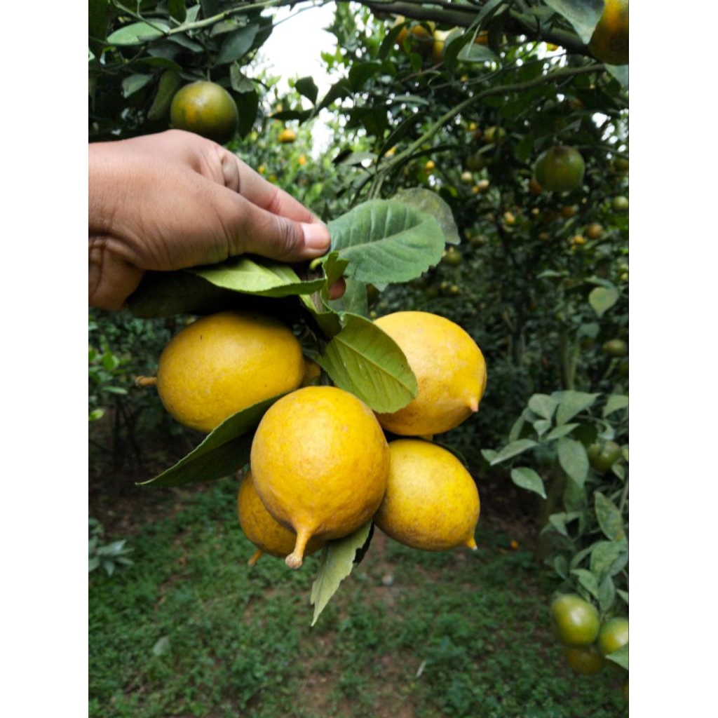 

JERUK LEMON SIGLES LOKAL PUJON MALANG BERAT 1KG(ISI 6-9 BUAH)