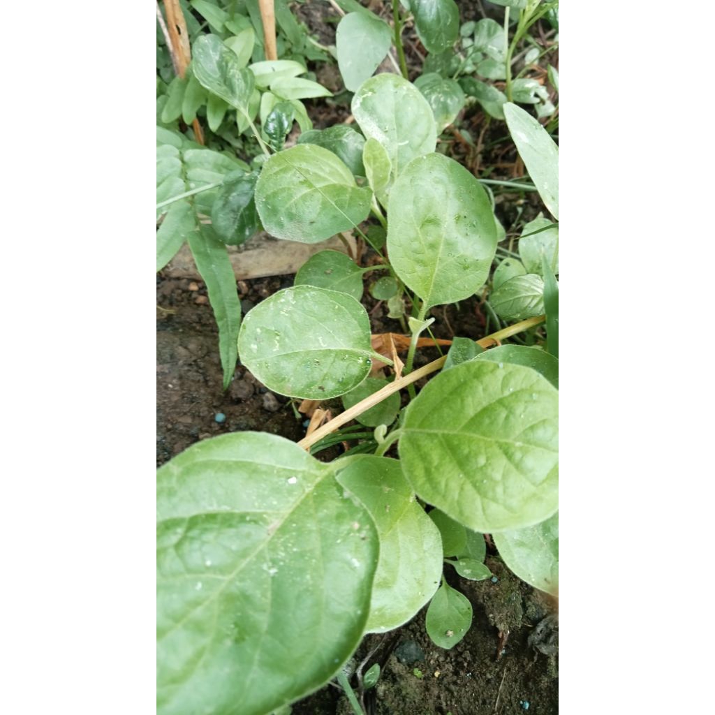 

Bibit Terong Medan Siap Tanam