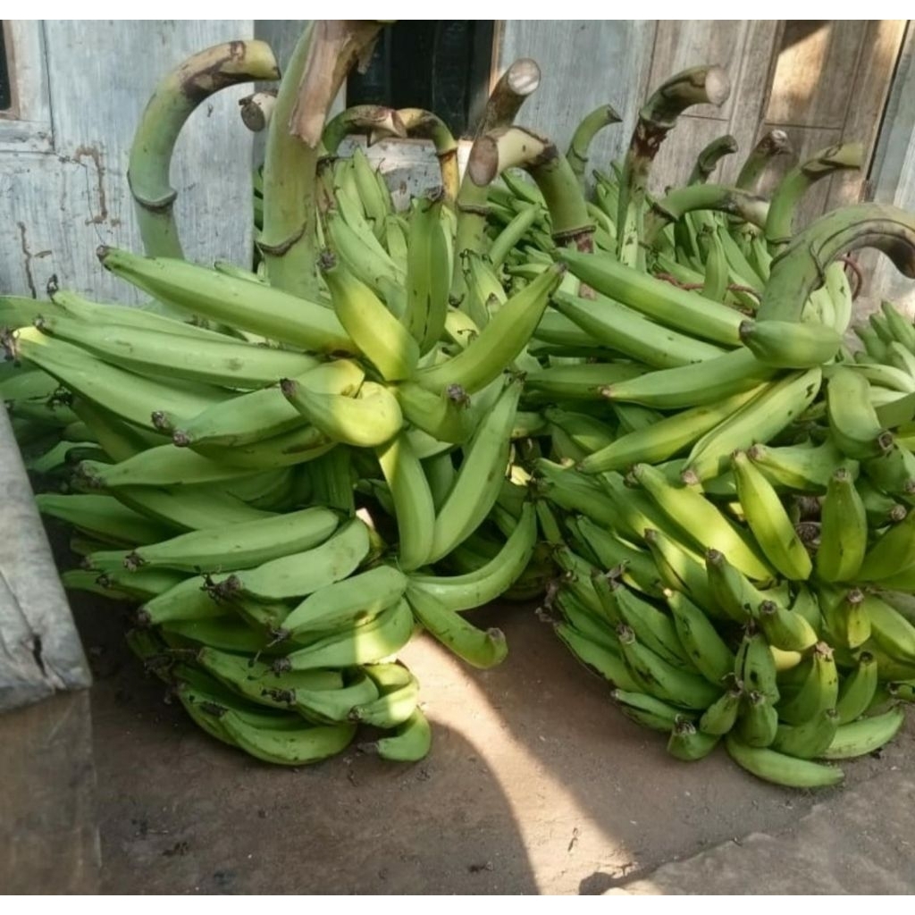

Pisang Tanduk mentah super