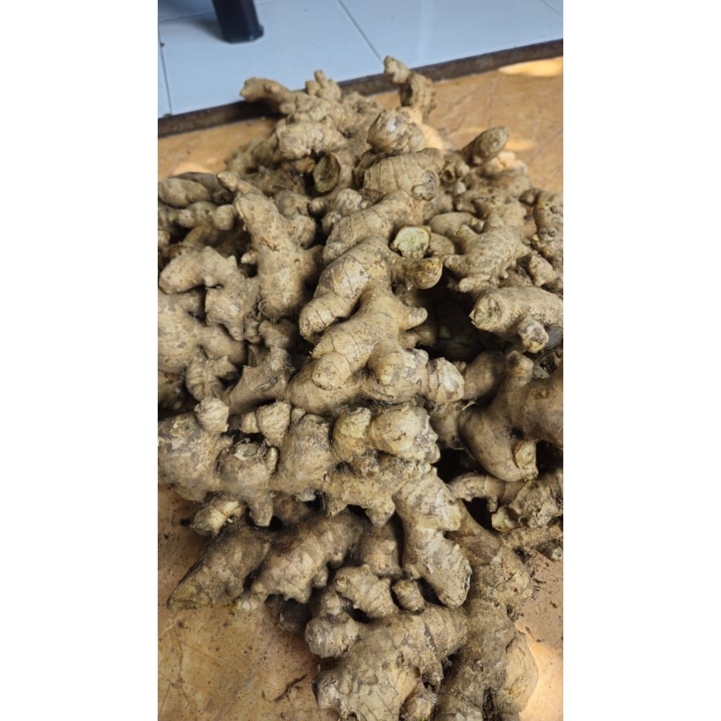 

Jahe Gajah 1kg Murah