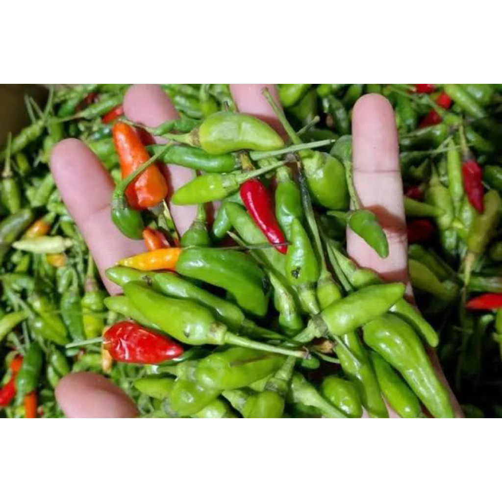 

Cabai rawit Ijo super