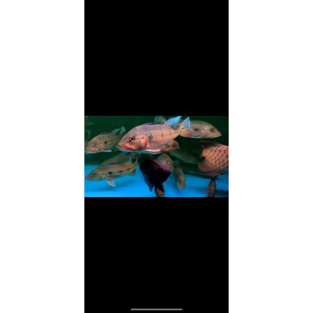 Peacockbass / pbass fogo pure 28-30cm