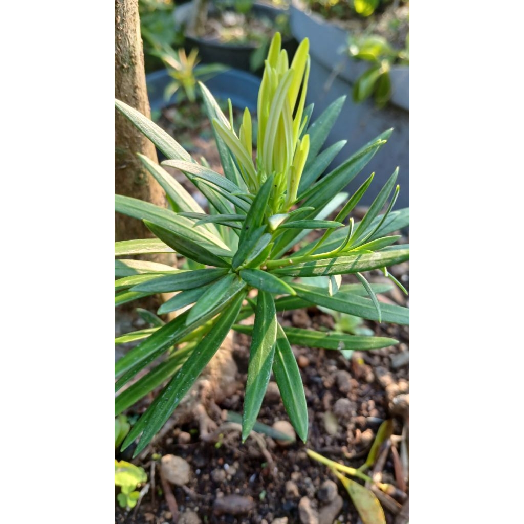 lohansung lidah burung