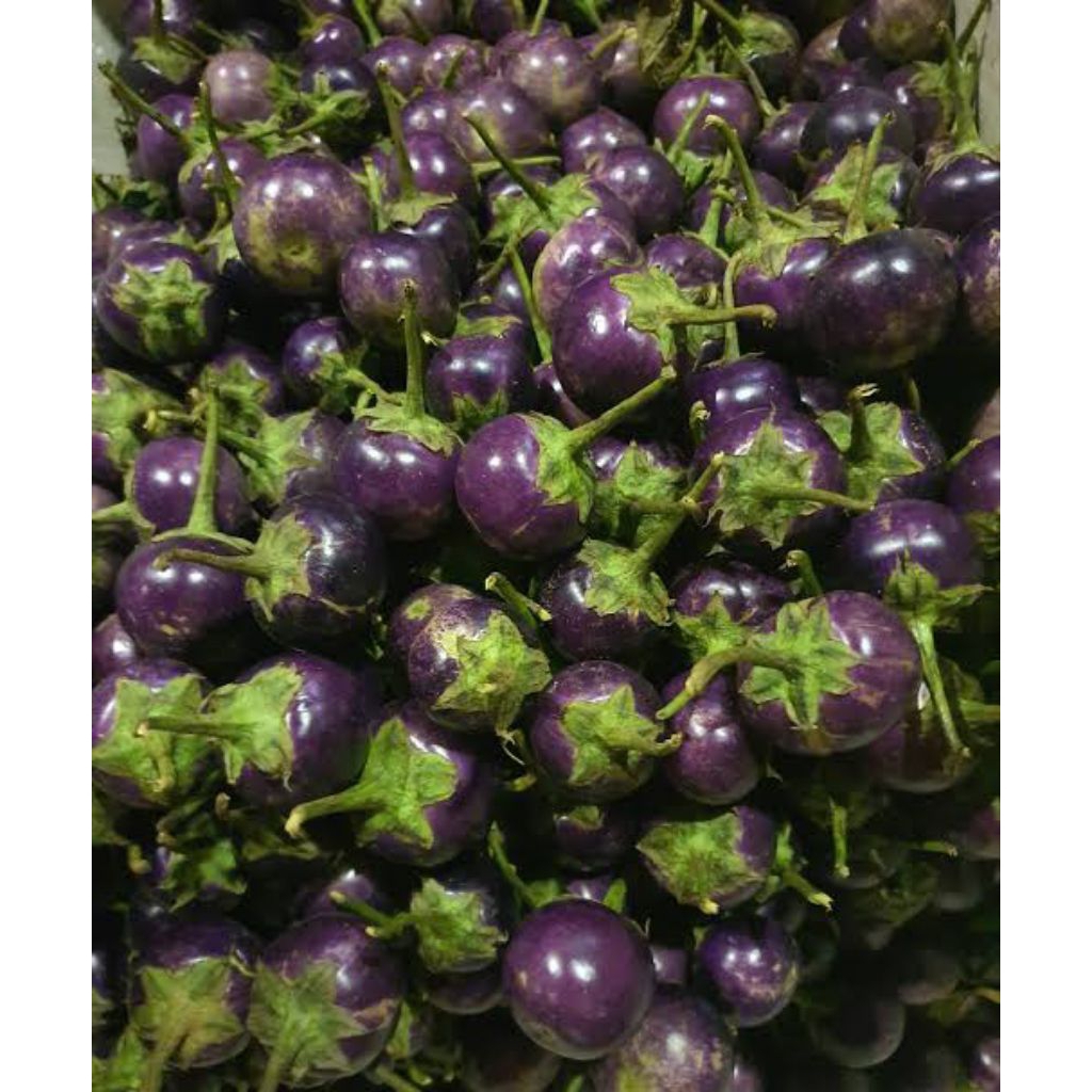 

Terong Lalap Ungu Terong Bulat Ungu Segar Kiloan