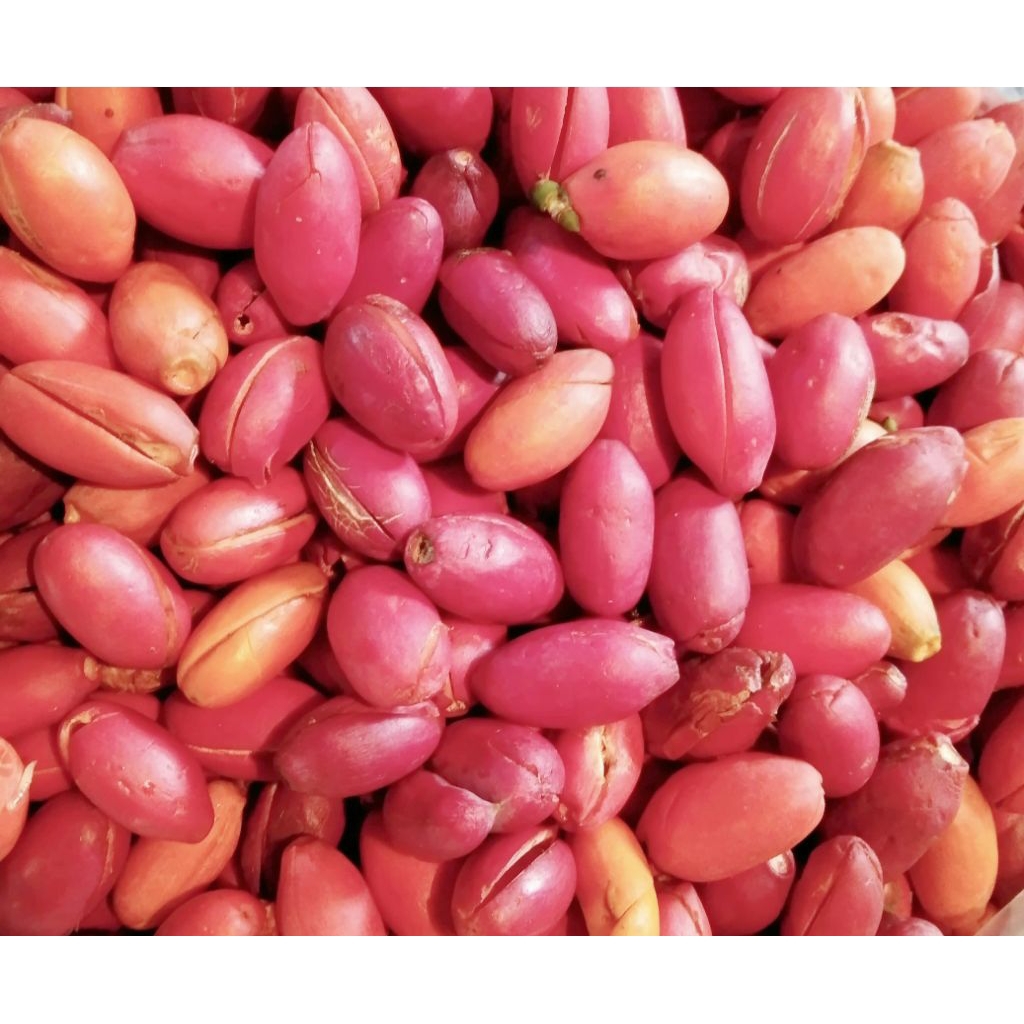 

Kulit Melinjo Mentah Segar 500gr / Kulit Tangkil Fresh