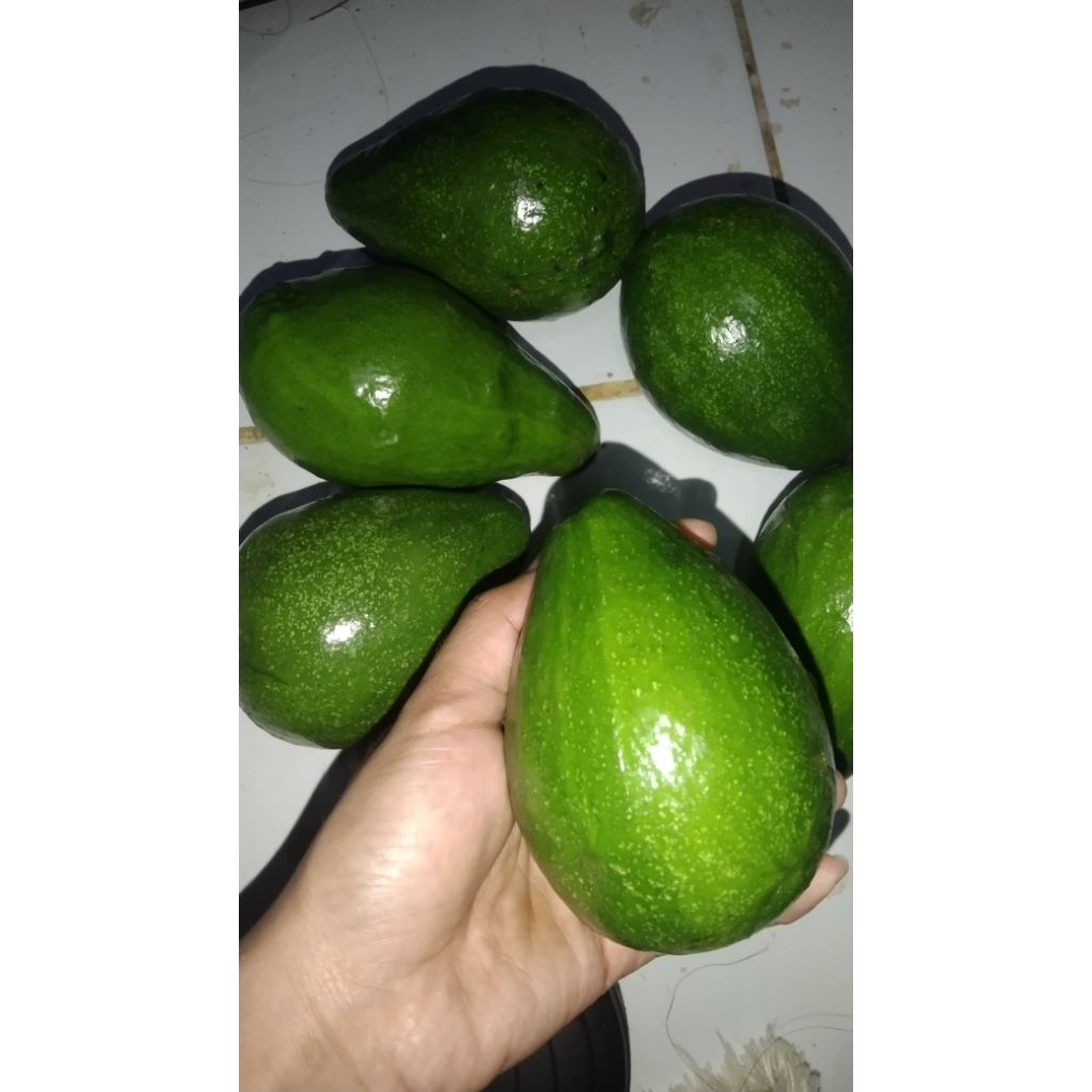 

(COD) 1KG BUAH ALPUKAT MENTEGA Isi 4,5,6