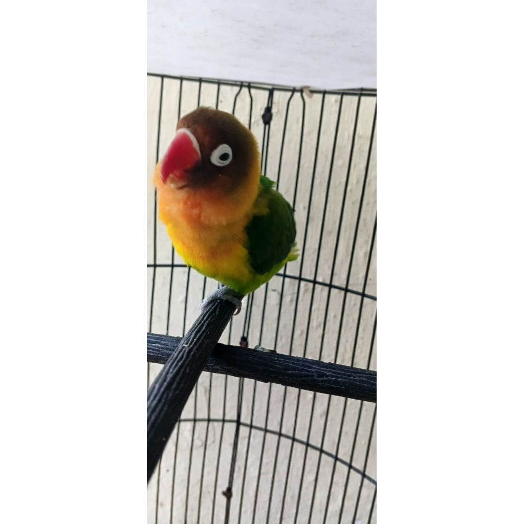 lovebird josan dewasa