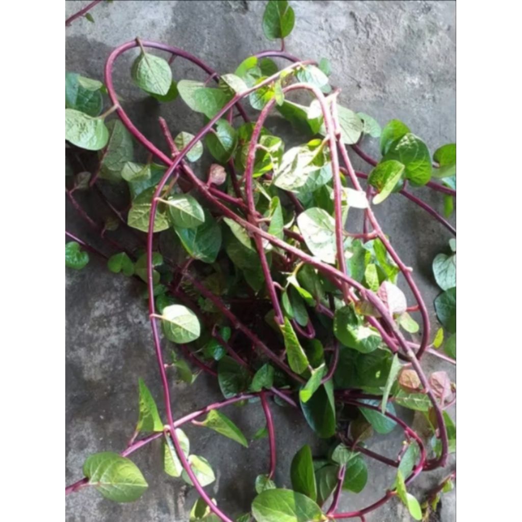 

BINAHONG MERAH ORGANIK TOP QUALITY 100 gr