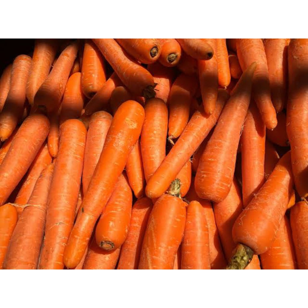 

Ronanaplant wortel FRESH 500gr hasil pertanian lereng lawu