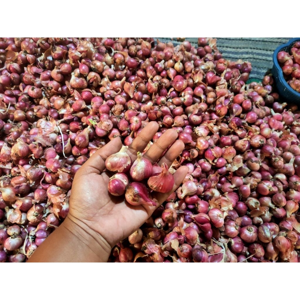 

bawang merah 1kg tanggung besar kering