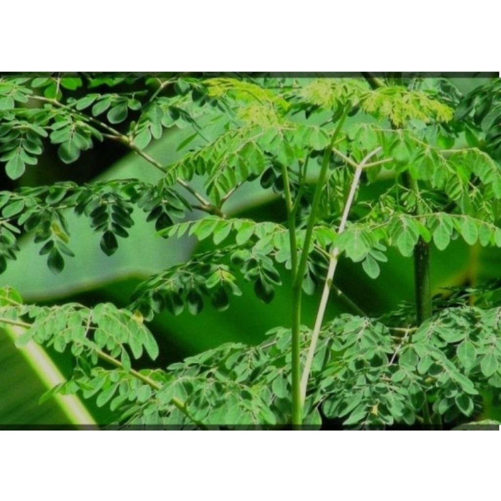 

bibit kelor stek batang 10 batang