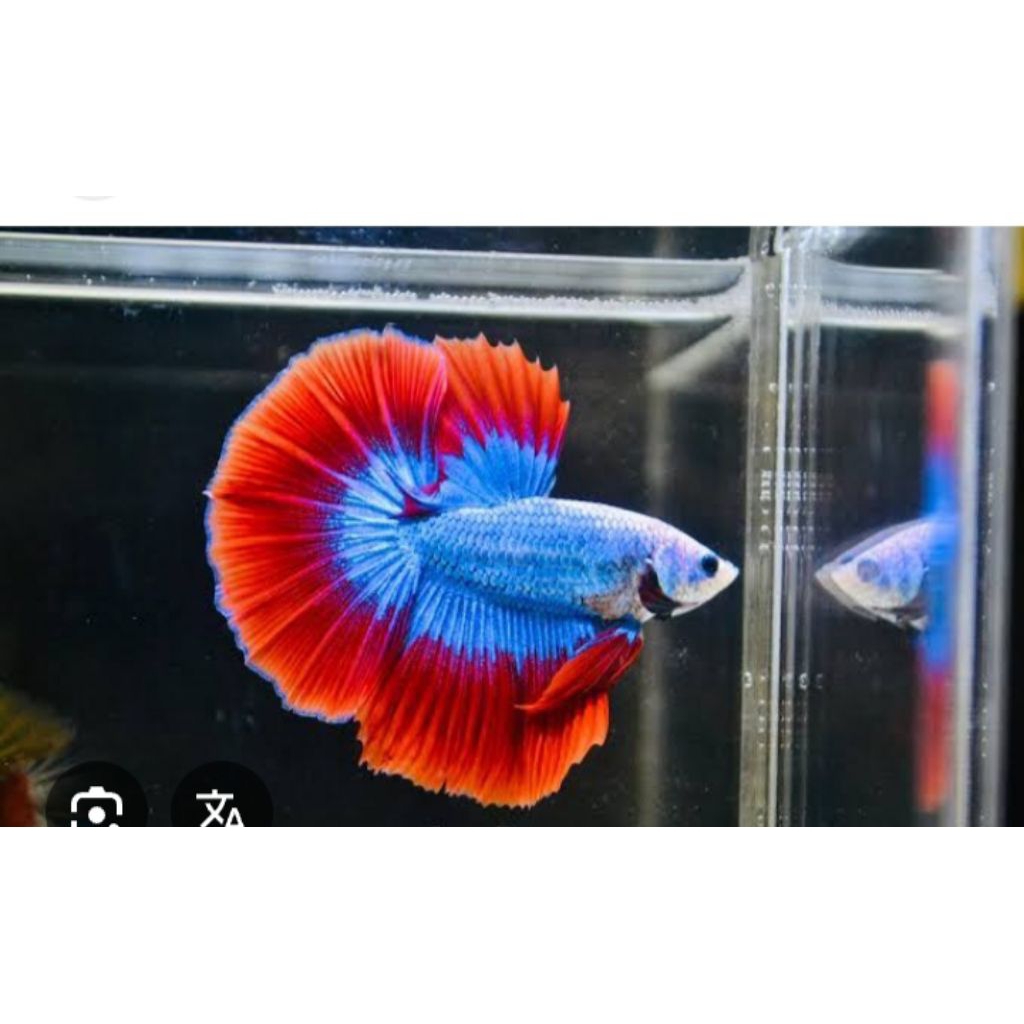 CUPANG HALFMOON BLUE RED