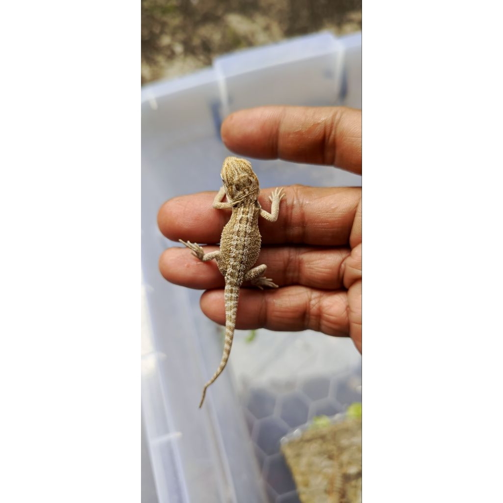 bearded dragon baby normal het zero hypo ph trans 100%