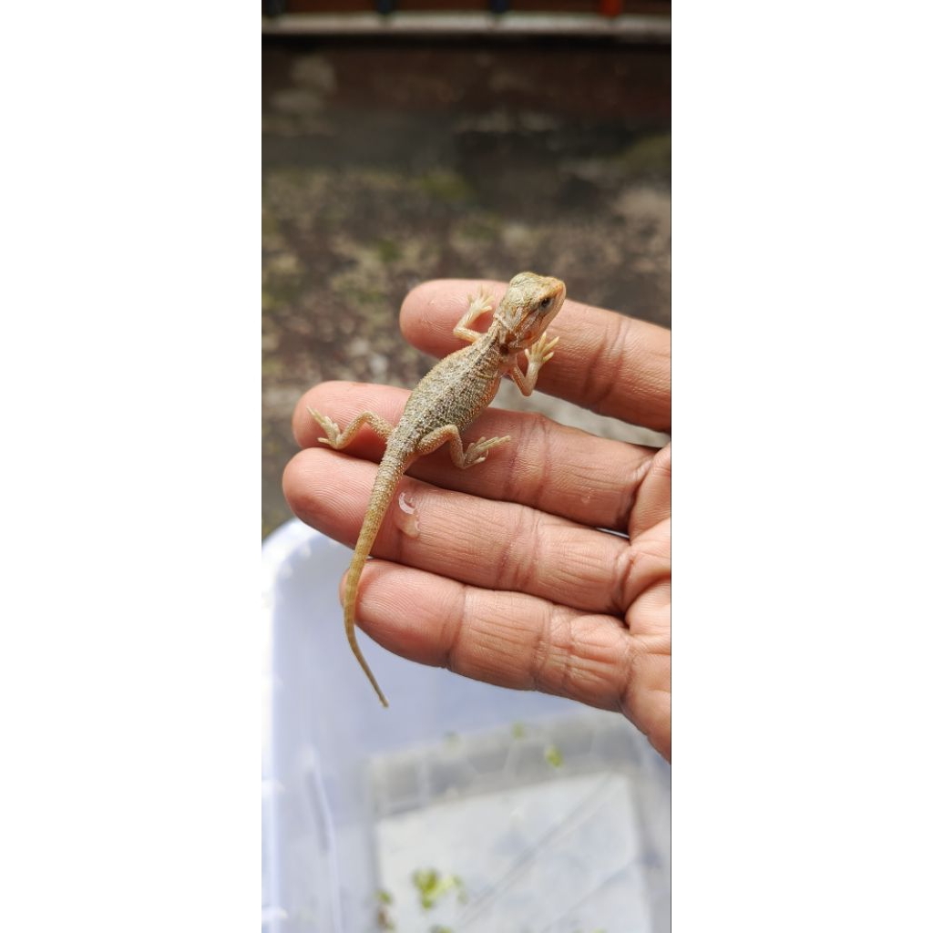 bearded dragon baby hypo trans het zero 100%