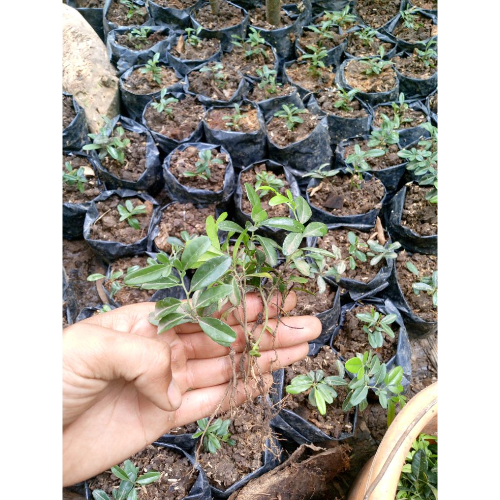 bibit_bonsai_jeruk_kingkit