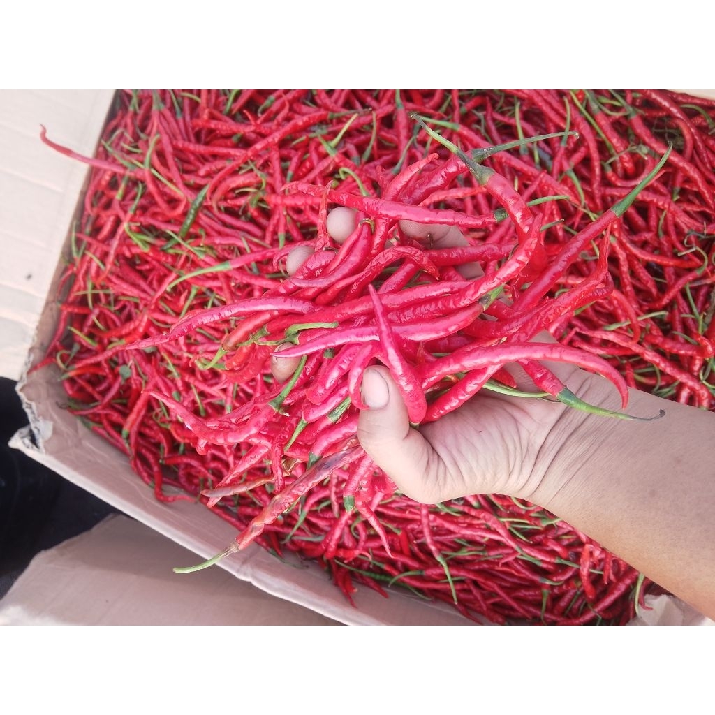 

cabemerahkritingtermurah1kg