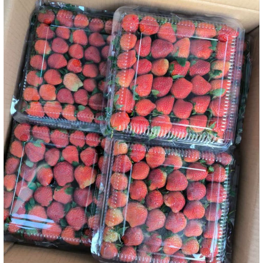 

stroberi segar grade ab campur kemasan mika