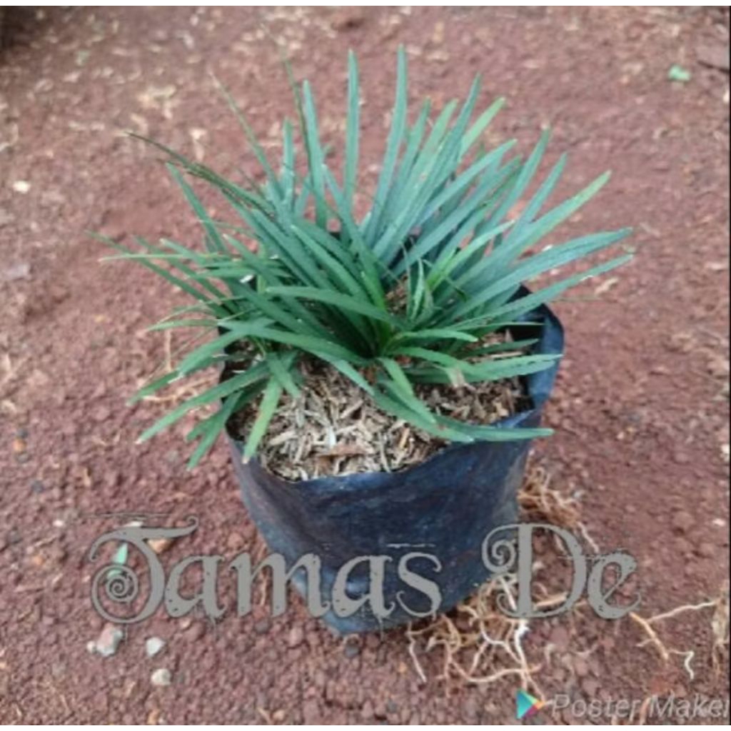 PROMO BIBIT Rumput Kucai Mini