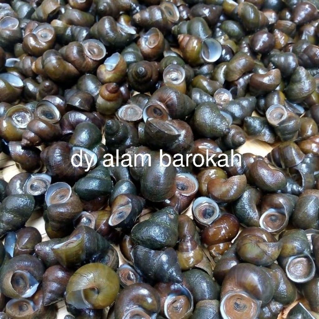 

Tutut sawah asli siap masak SUPER murah 0.5kg-1kg