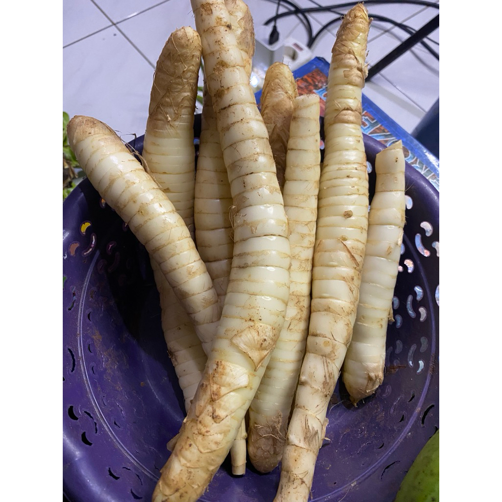 

umbi garut/jengkerut/kerut/ 1 Kg untuk obat herbal penyakit lambung/magh