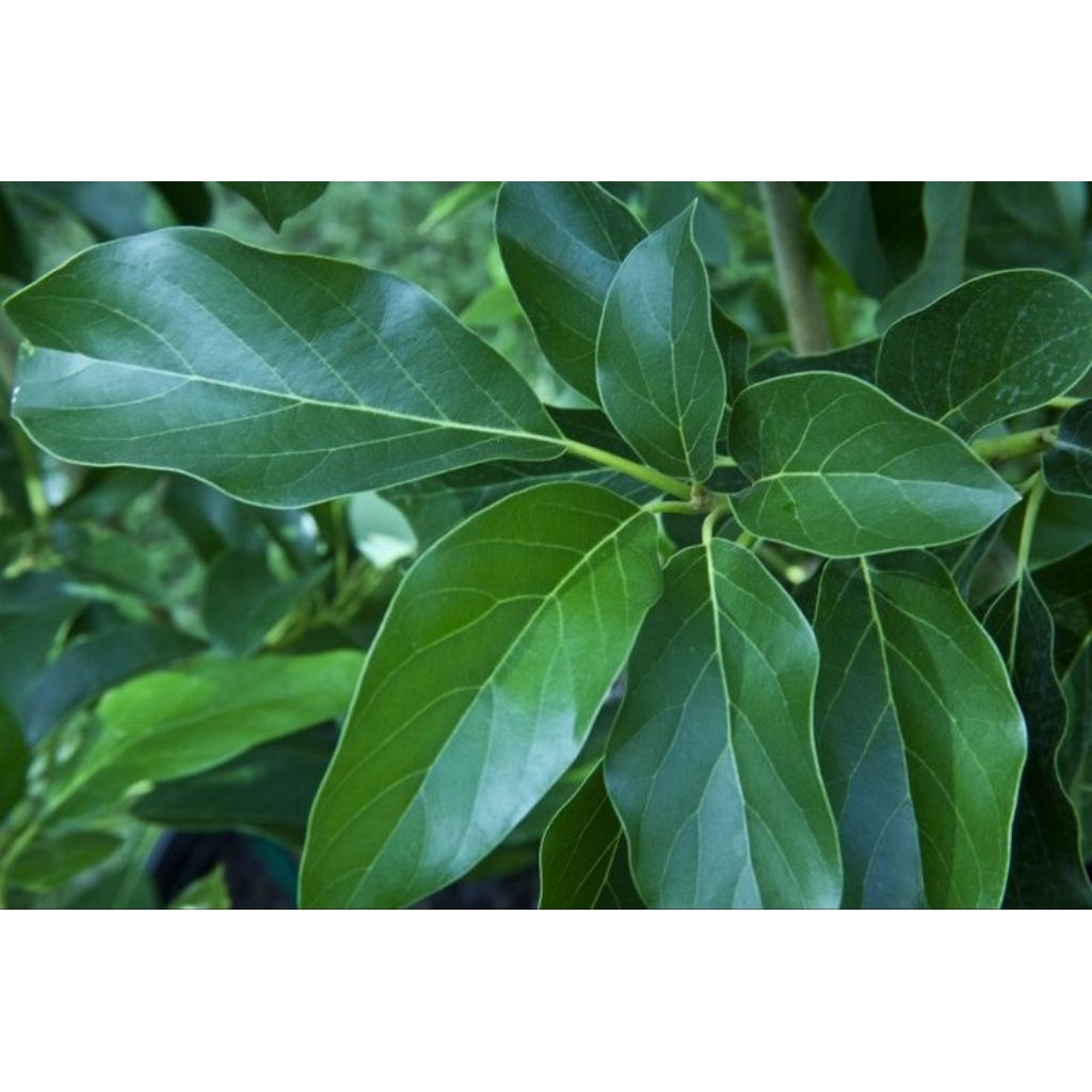 

Daun Alpukat Segar 200 Gram