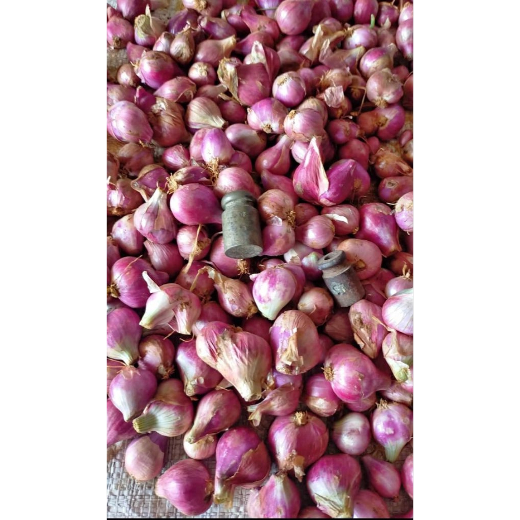 

bawang merah lokalan campur 500gr