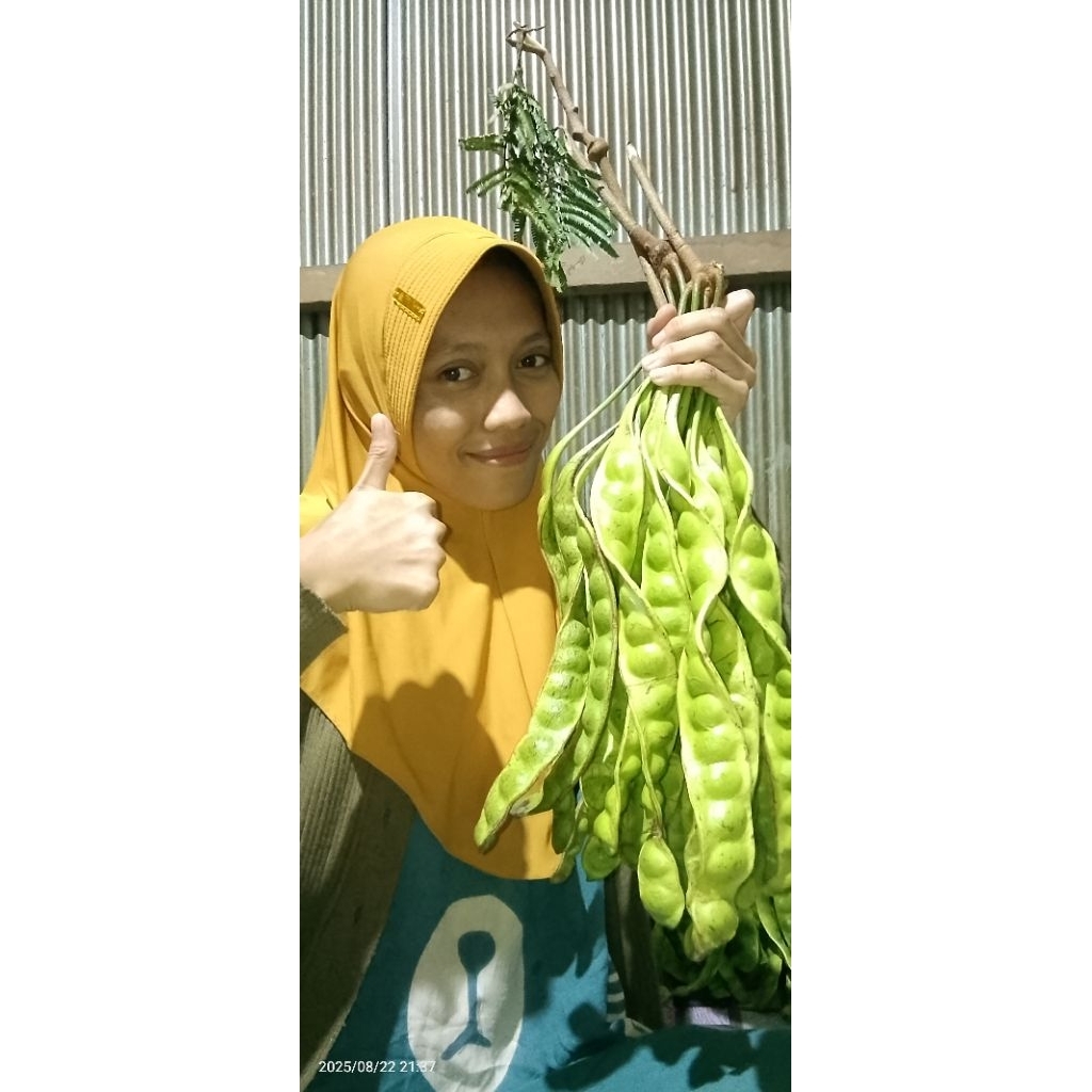 

Pete Padi Tua Manis Isi 5 Lonjor