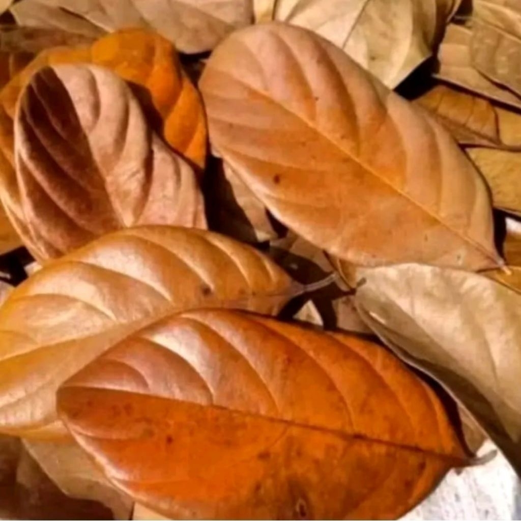 

Daun nangka kuning almi ambil langsung dari pohonnya 50 lembar