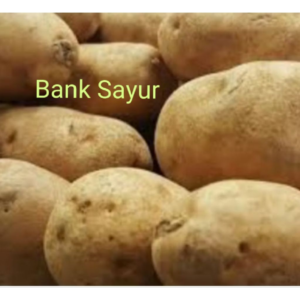 

Kentang Dieng Besar Super