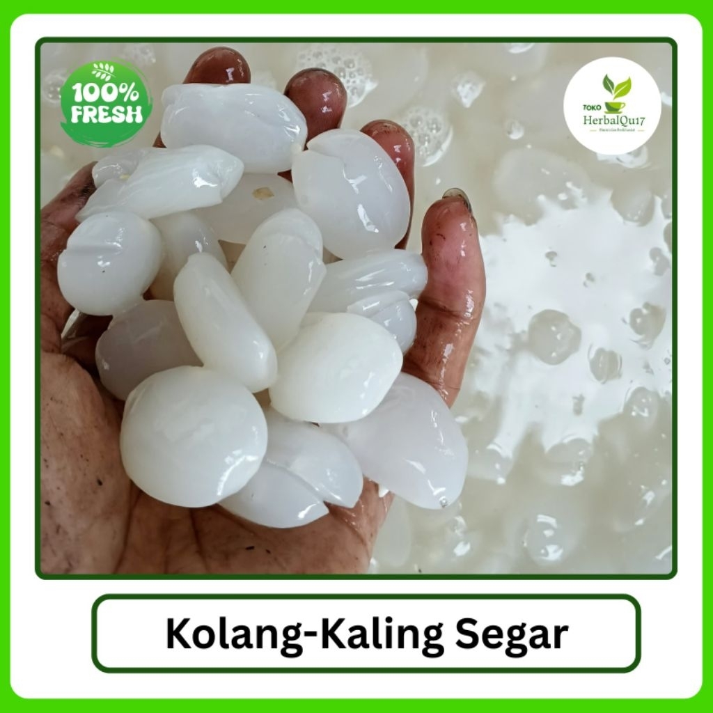 

Termurah kolang Kaling segar bahan makanan 500 gram